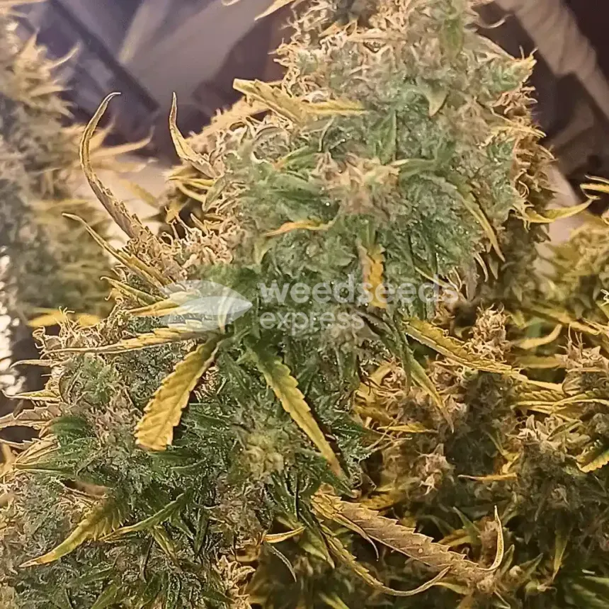 Tangerine Dream Auto by WeedSeedsExpress grown by Roberts