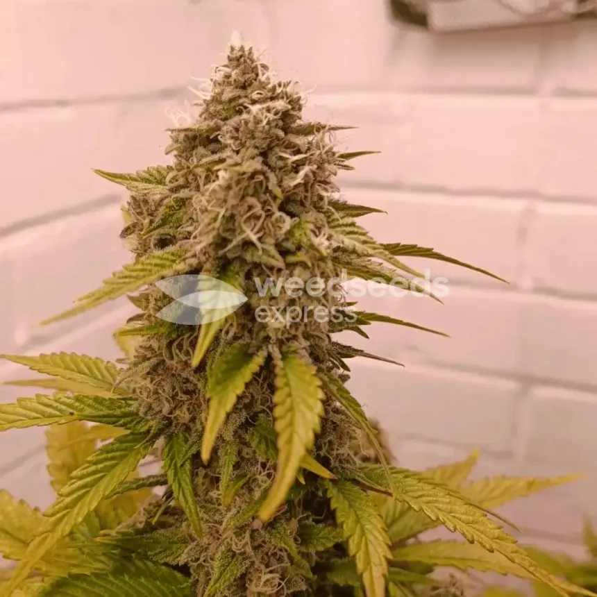 Wedding Cake Auto by WeedSeedsExpress grown by AsNoriu