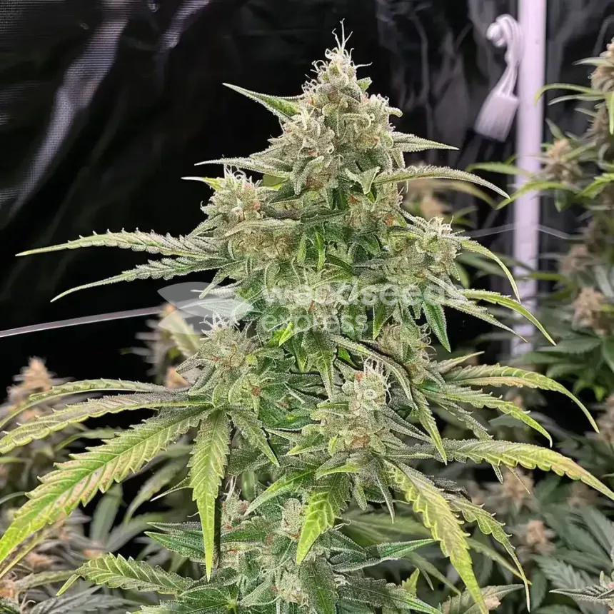 White Rhino Feminized by WeedSeedsExpress grown by WSE