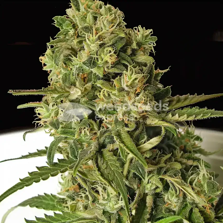 White Widow X Northern Lights Feminized by WeedSeedsExpress grown by WSE