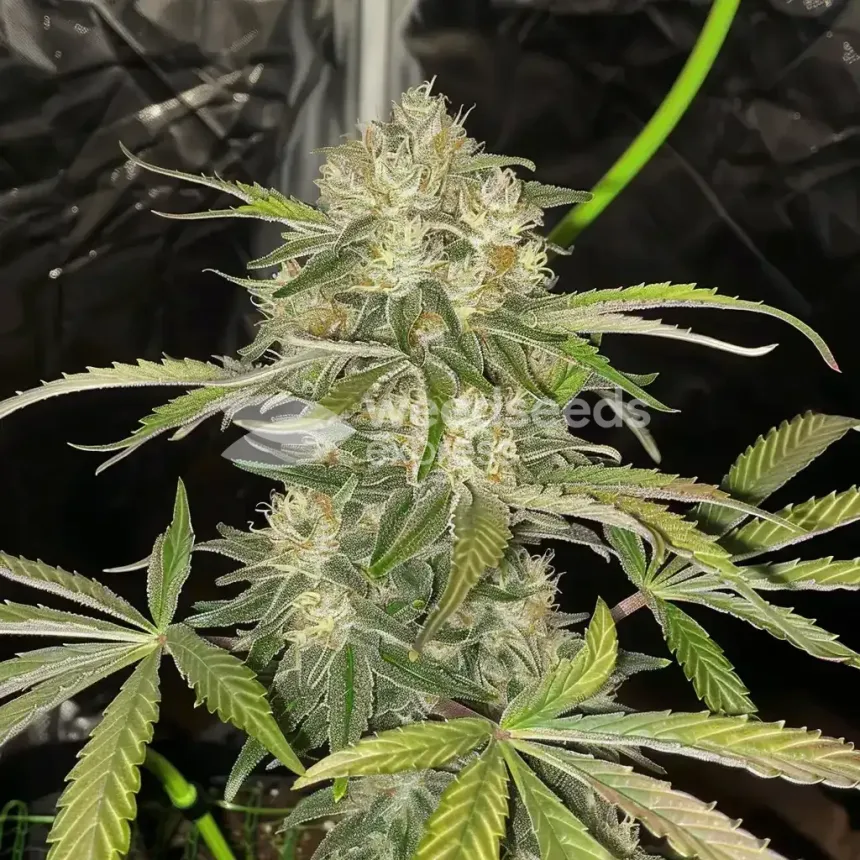 White Widow X Northern Lights Feminized by WeedSeedsExpress grown by WSE
