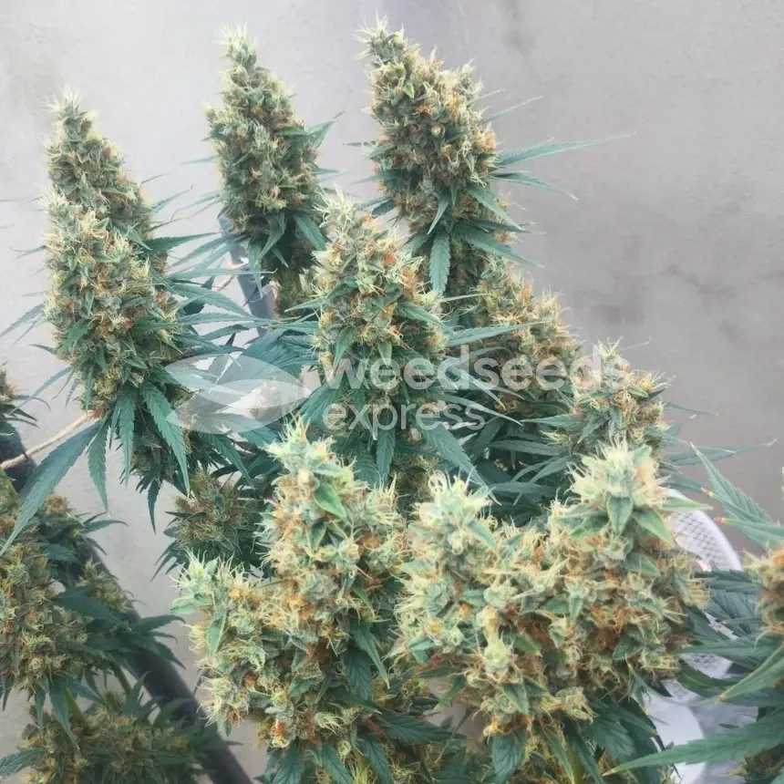 White Widow X Northern Lights Feminized by WeedSeedsExpress grown by BudBrewerz