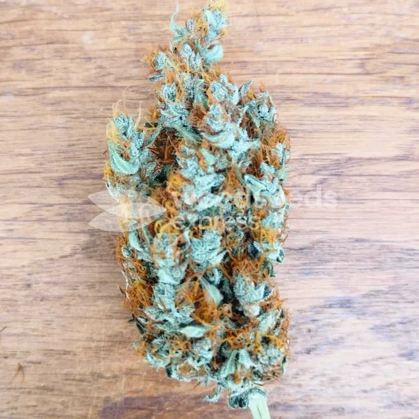 White Widow X Northern Lights Feminized by WeedSeedsExpress grown by BudBrewerz