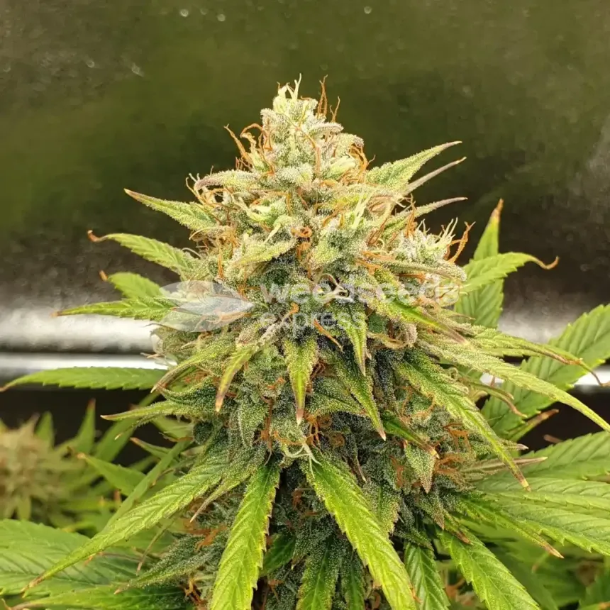 Zkittlez Auto by WeedSeedsExpress grown by Mosquito_Haarlem_Holland