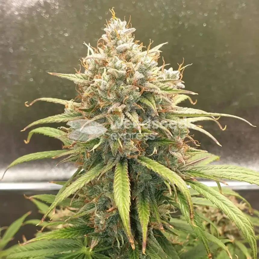Zkittlez Auto by WeedSeedsExpress grown by Mosquito_Haarlem_Holland