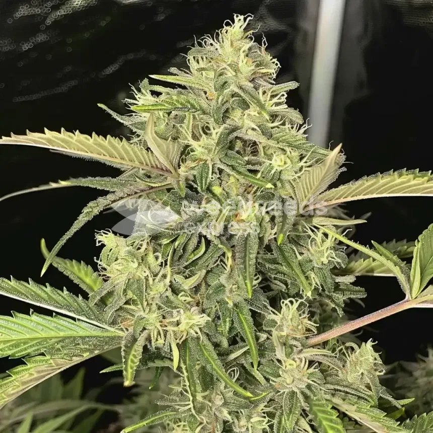 Island Sweet Skunk Feminized by WeedSeedsExpress grown by WSE