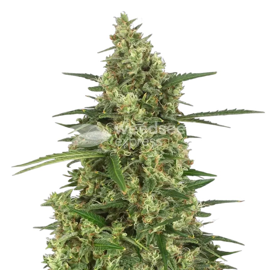 9 Pound Hammer Plant