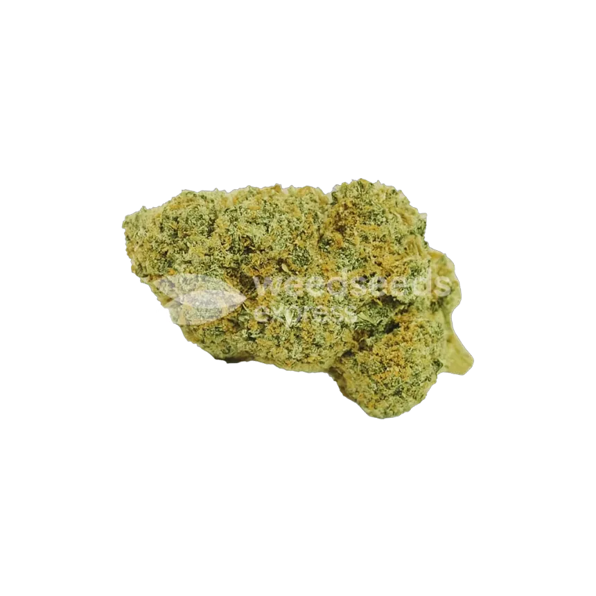 Acapulco Gold Auto Bud