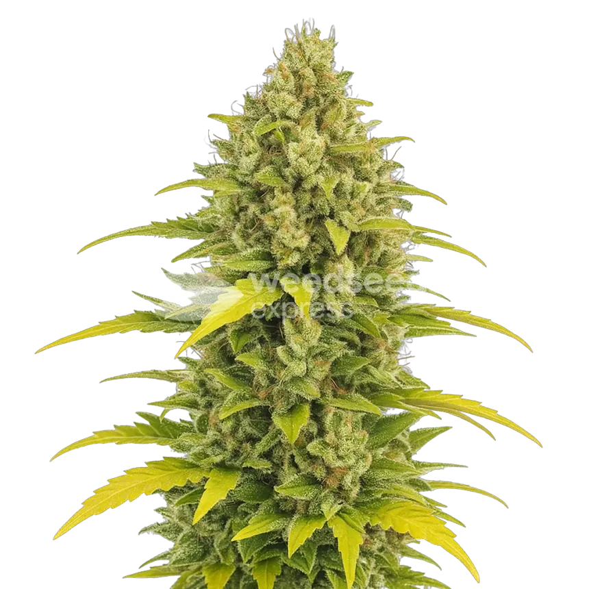 Acapulco Gold Auto plant