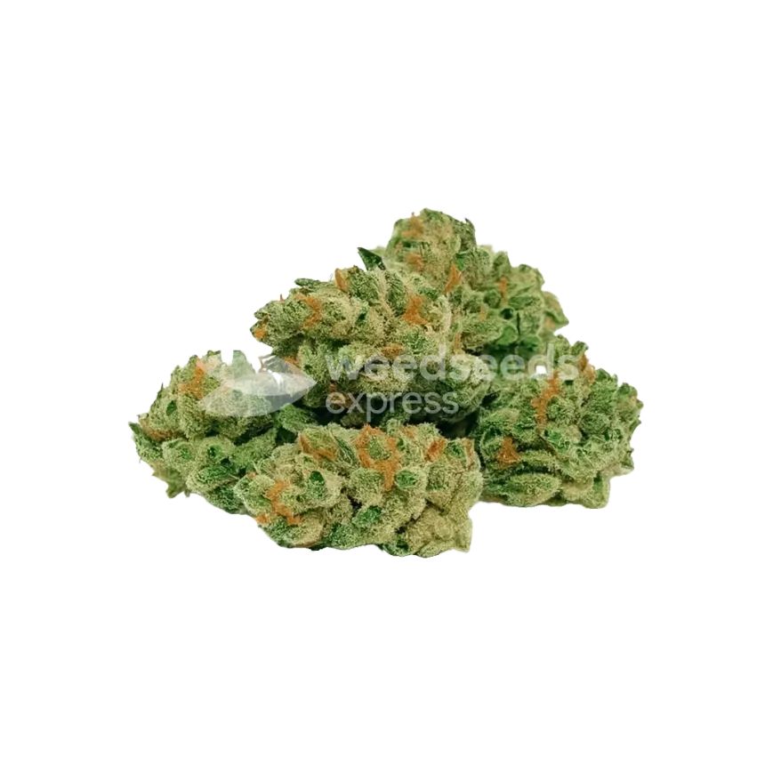 Bud de ACDC Auto