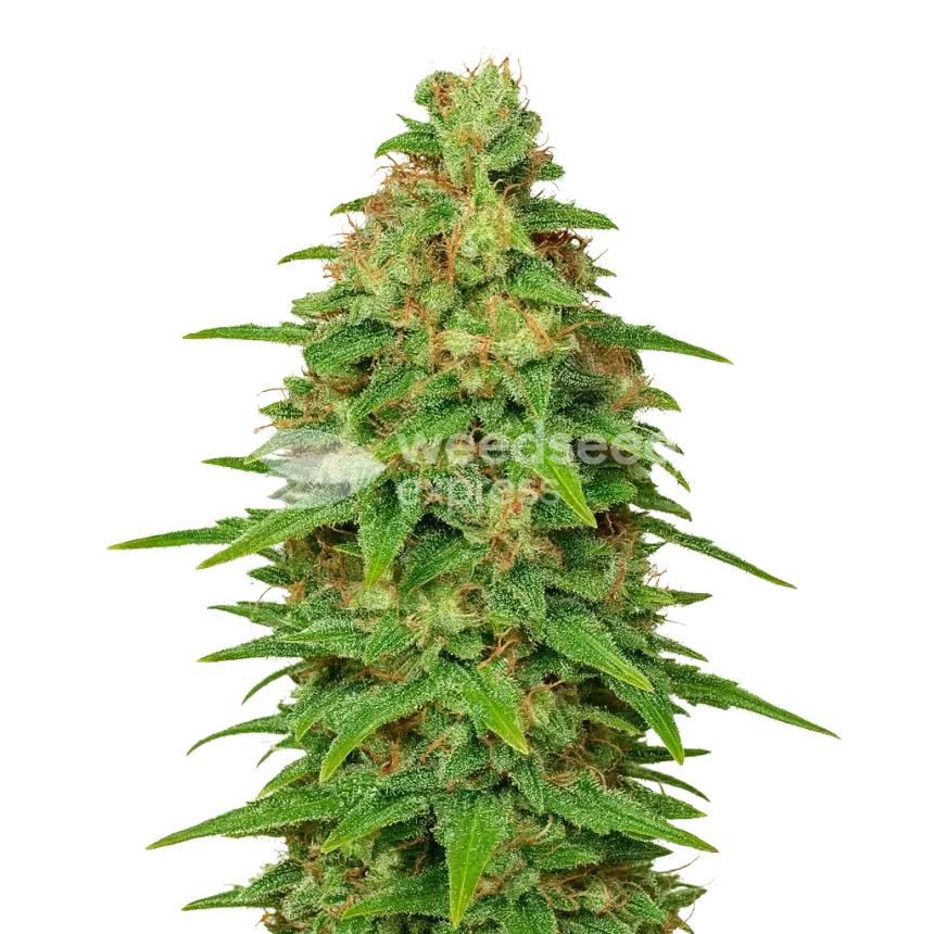 Plante de ACDC Auto