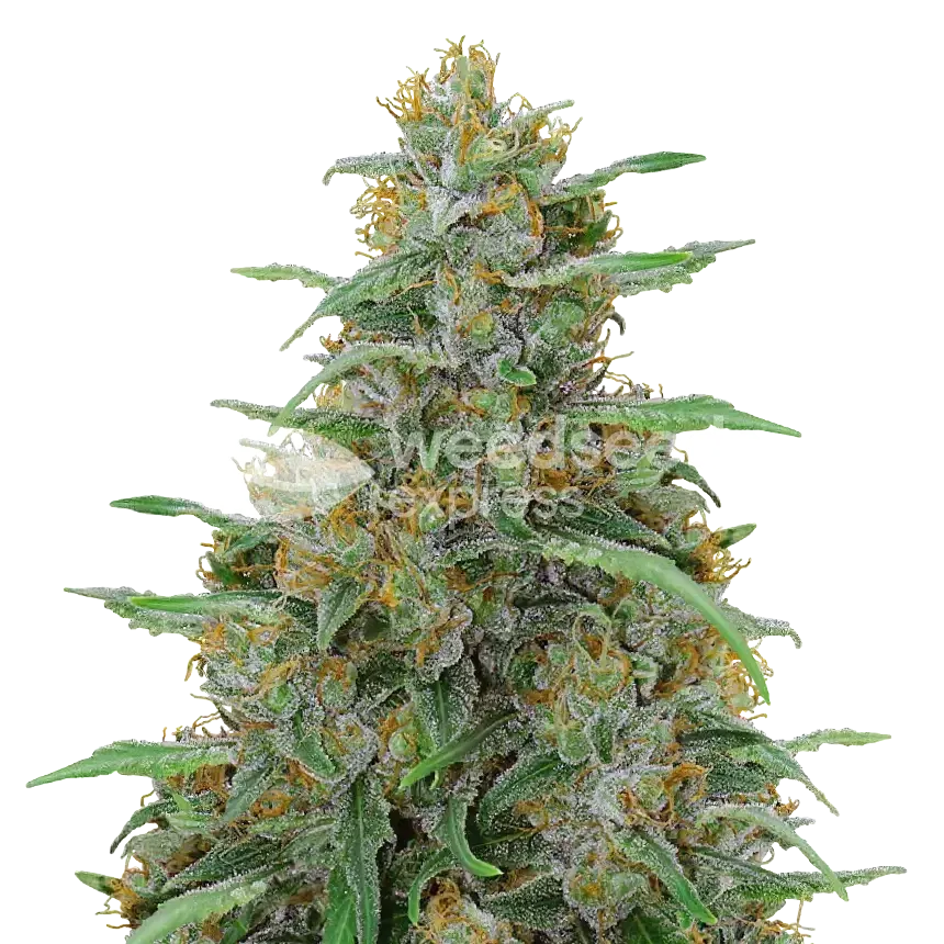 Adrenaline OG Plant