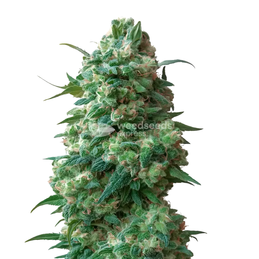 Afghan Kush Cannabis Plant