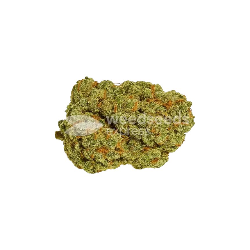 Bud de Afghani Auto