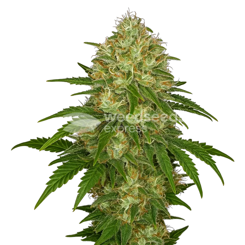 Plante de Afghani Auto