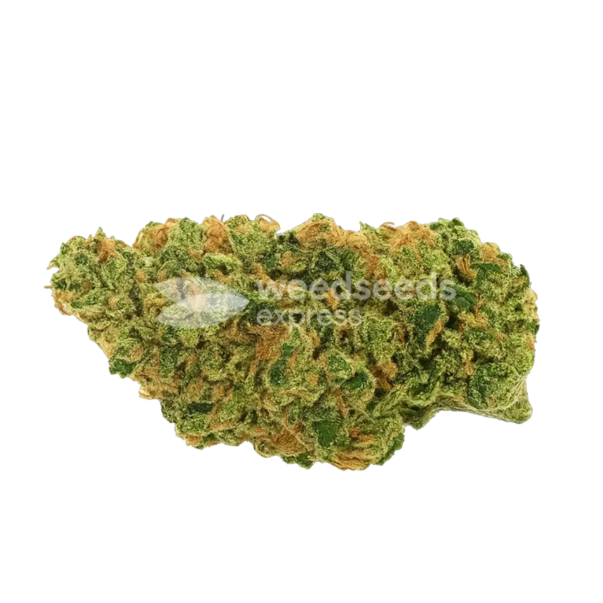 AK47 Auto Bud