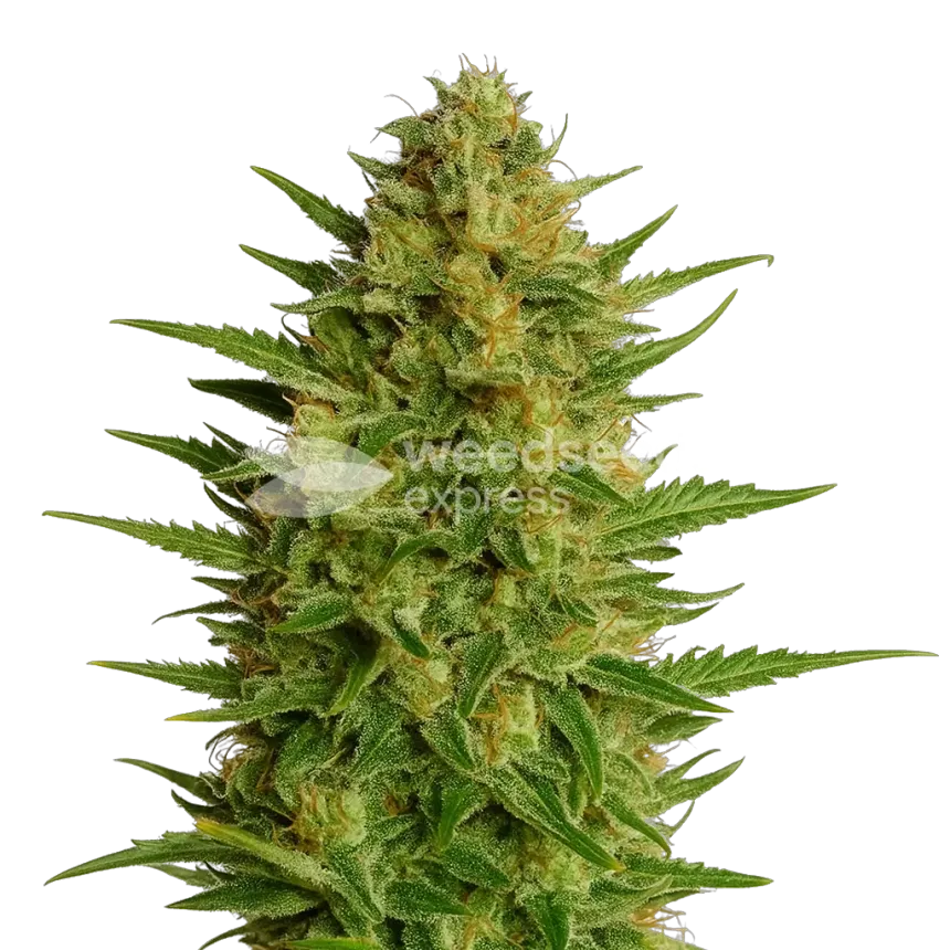 AK47 Auto plant