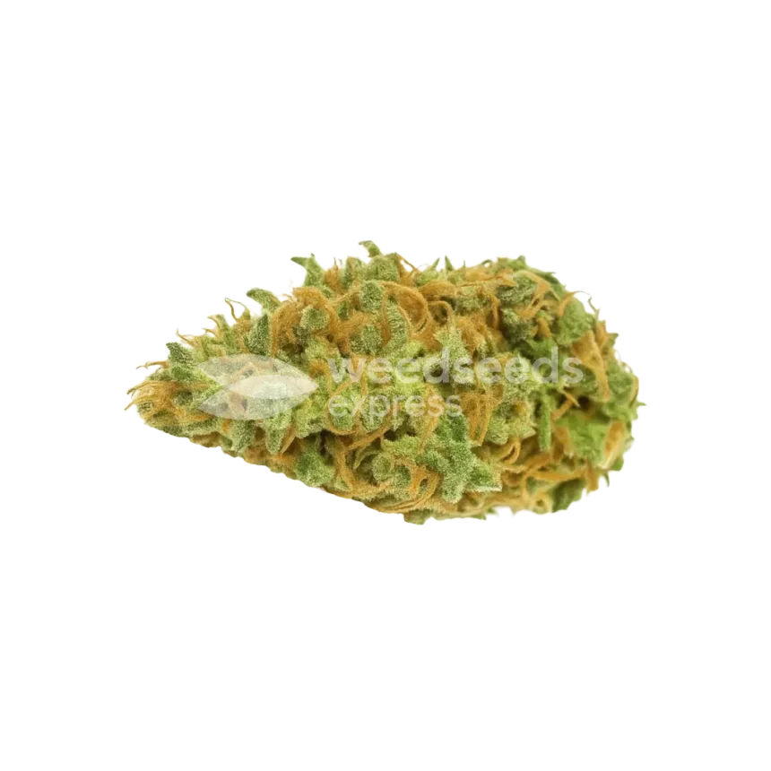 AK-48 Auto Bud