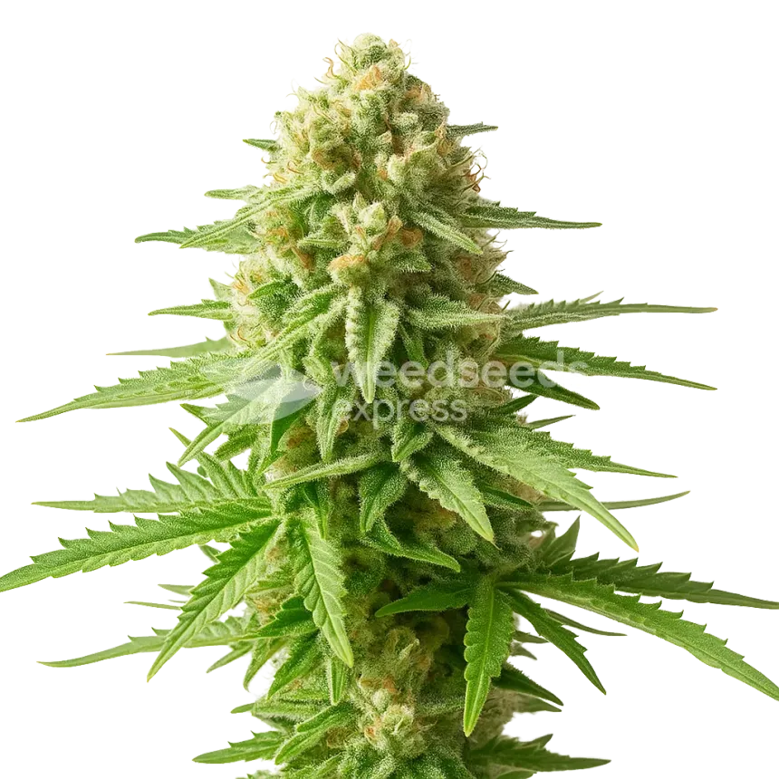 AK-48 Auto Plant