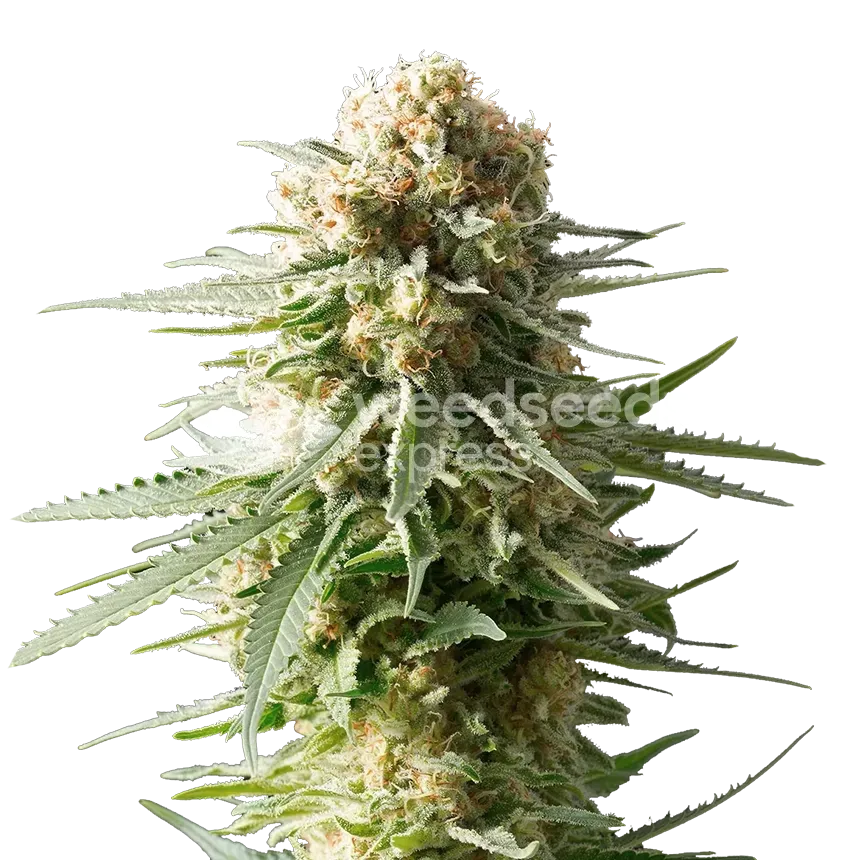 AK-48 plant