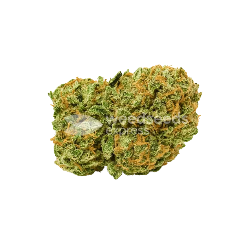 Amnesia Auto Bud
