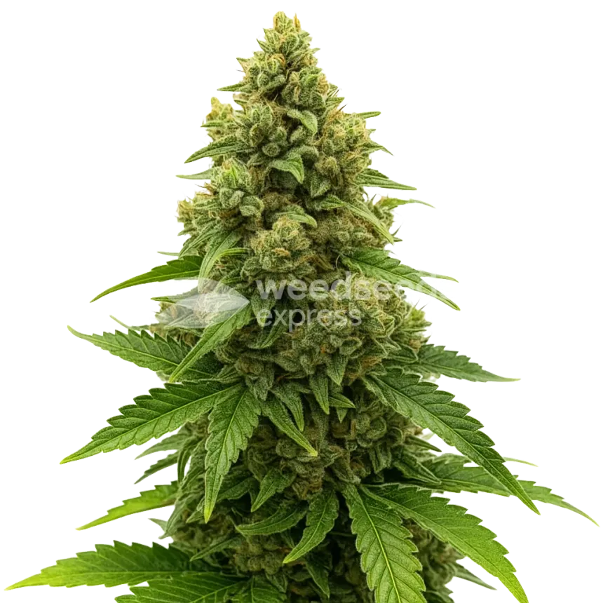 Amnesia Auto Plant