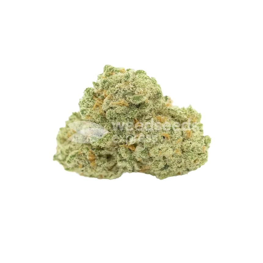 Amnesia Haze Auto Bud