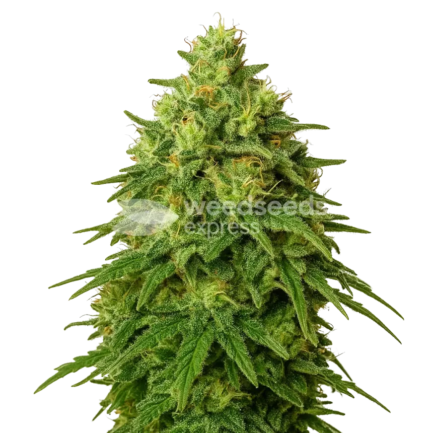 Amnesia Haze Auto Plant