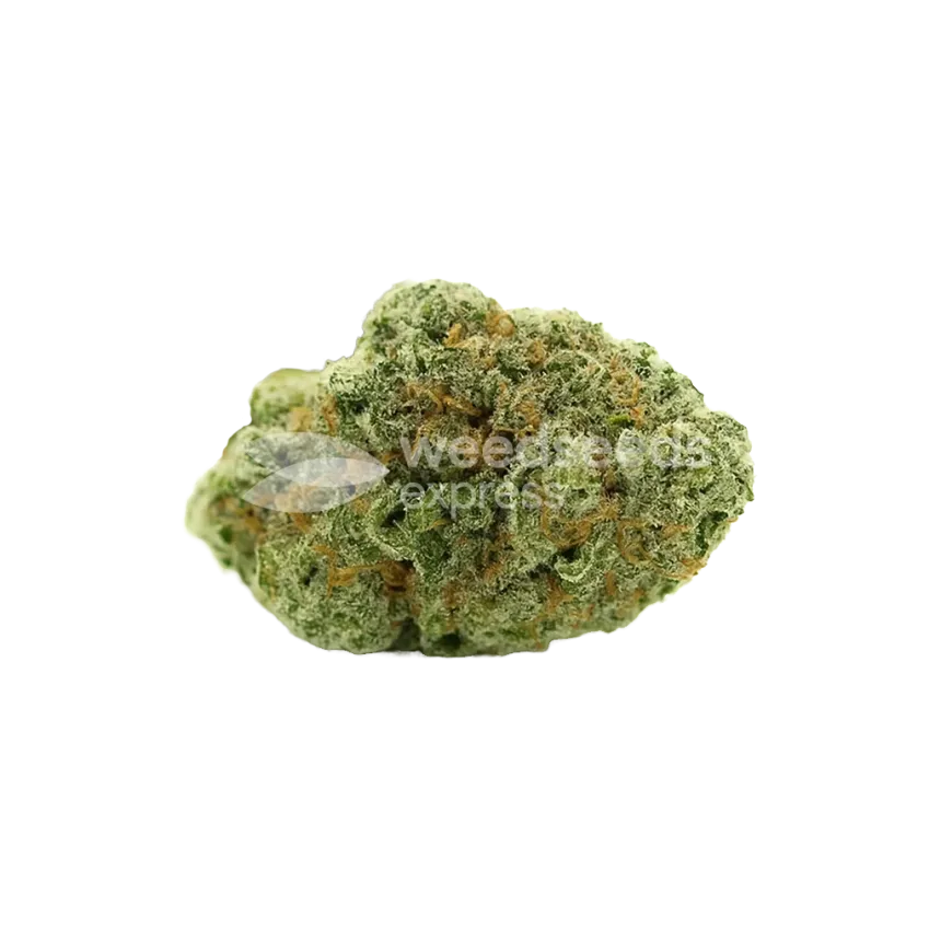 Bud de Amnesia Haze x Blueberry Auto