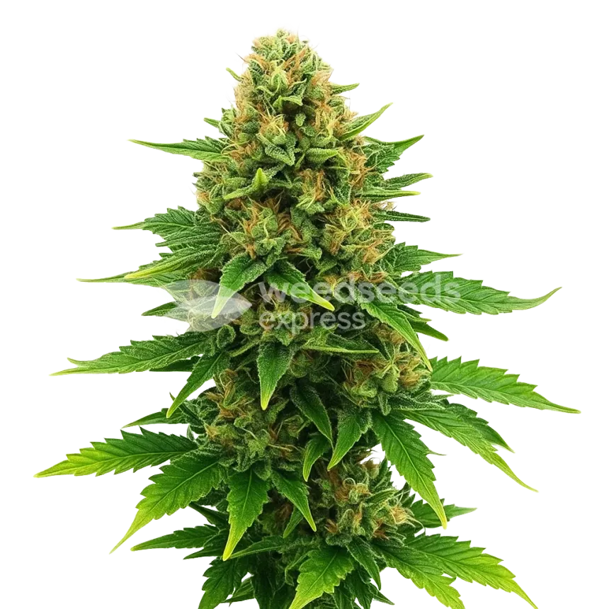 Plante de Amnesia Haze x Blueberry Auto