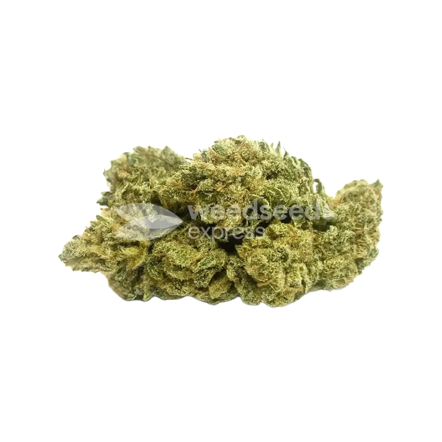 Amnesia Kush Auto Bud