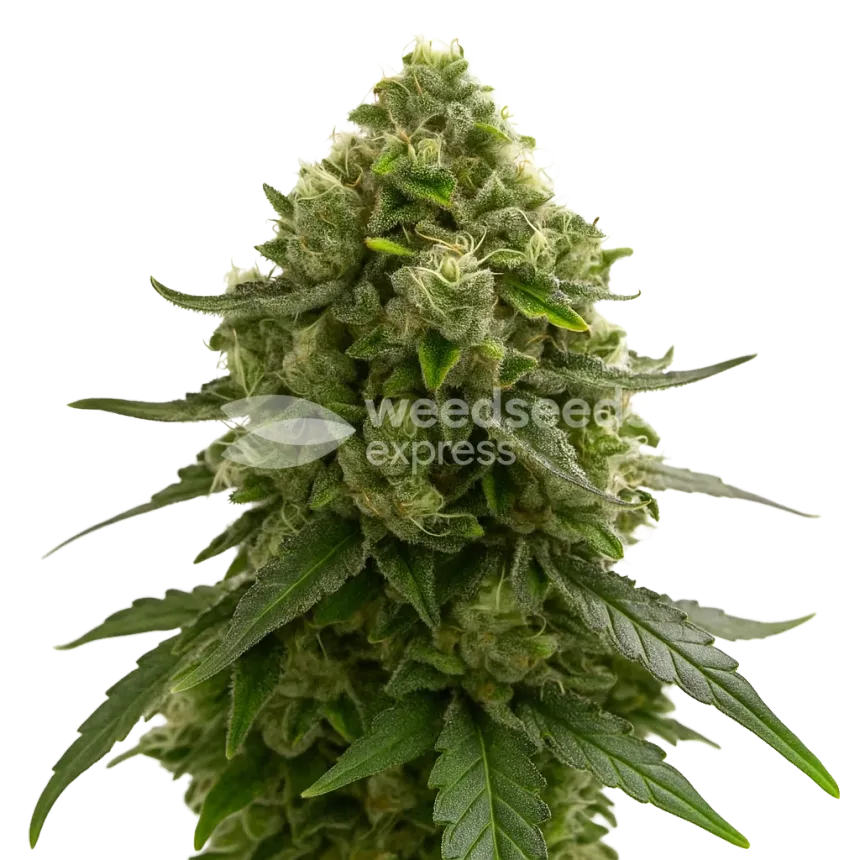 Amnesia Kush Auto Pflanze