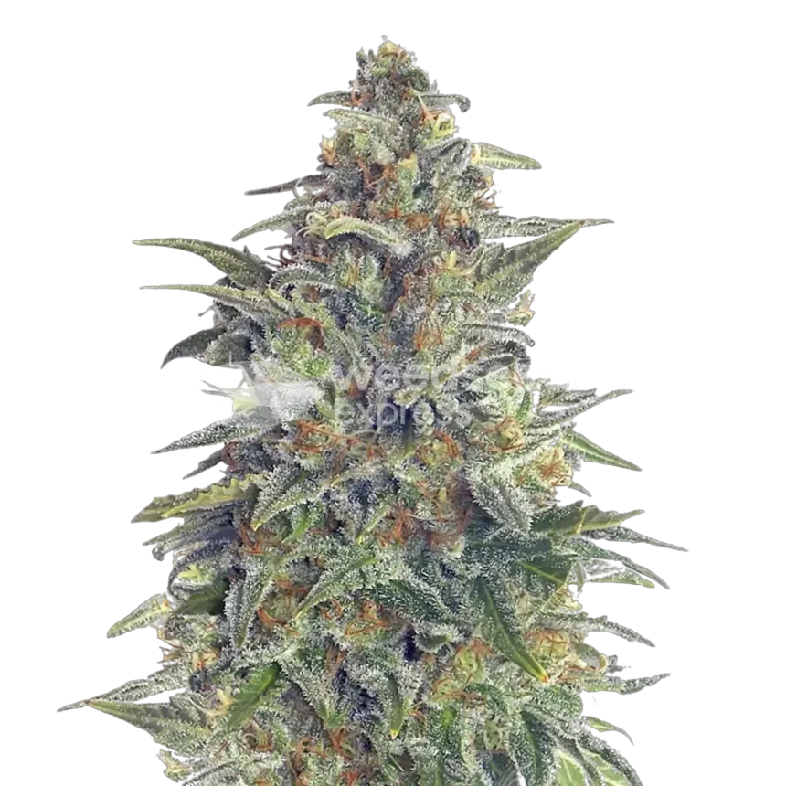 Animal Cookies Plant