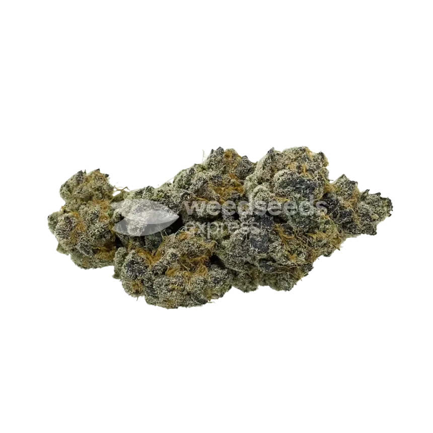 Animal Face Auto Bud