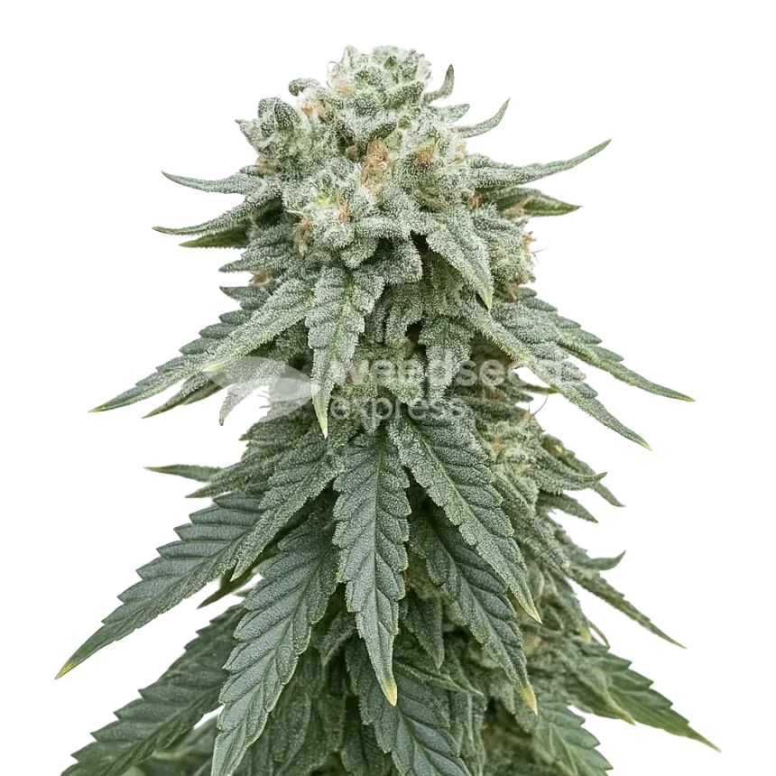 Animal Face Auto Plant