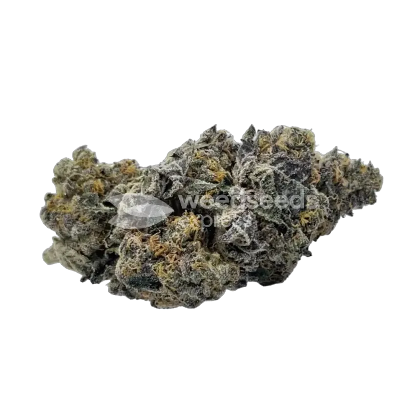 Animal Face Bud