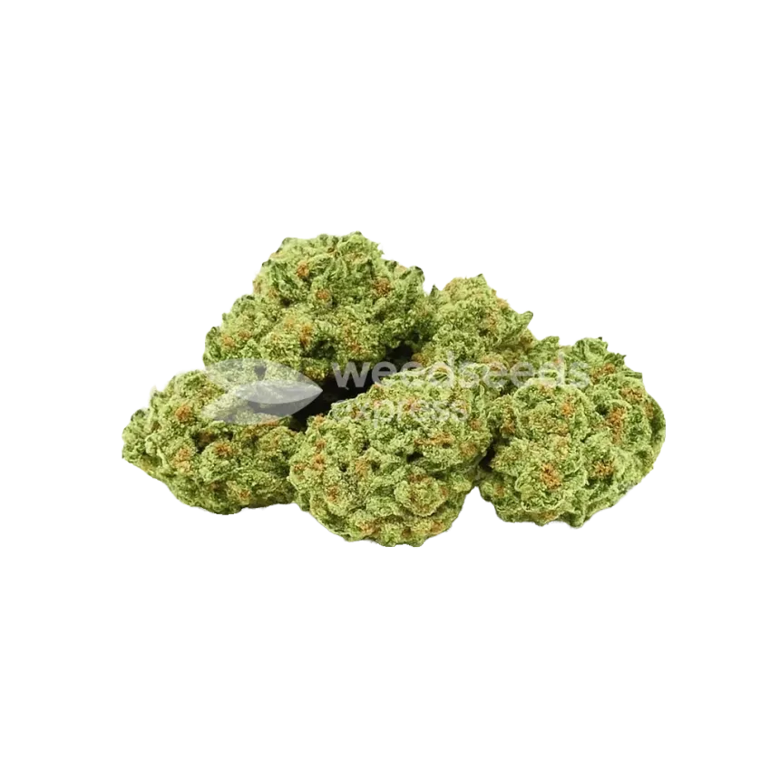 Bud de Apple Fritter Auto