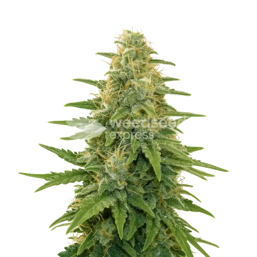 Plante de Apple Fritter Auto