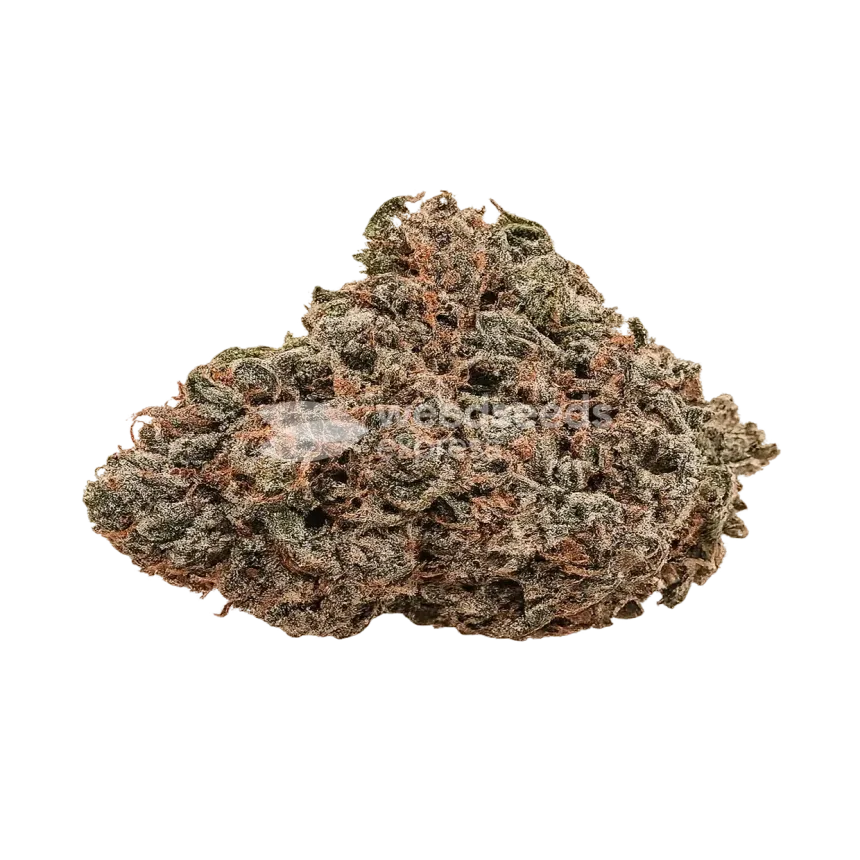 Archive Runtz Bud