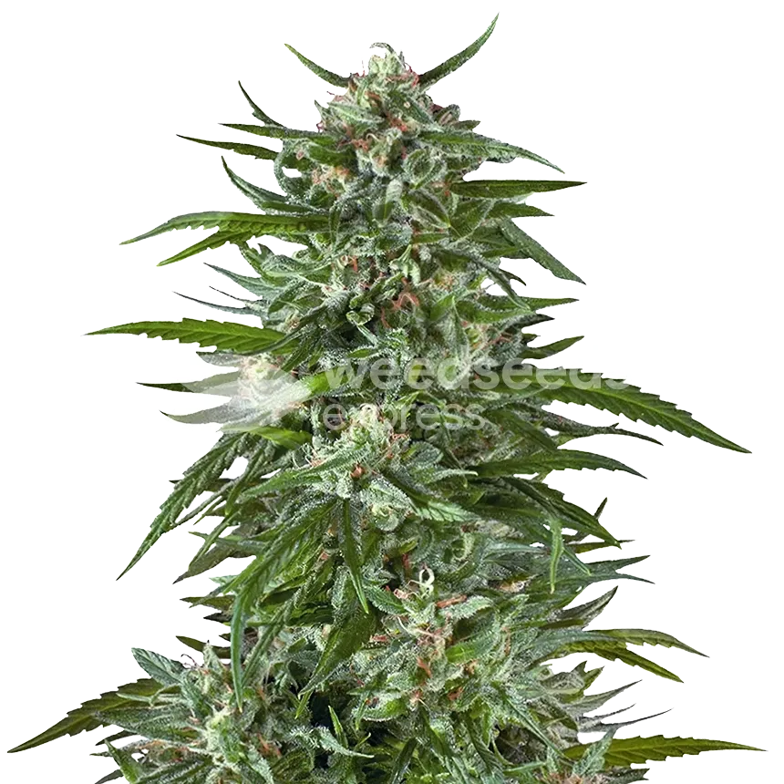 Aspirin OG Plant