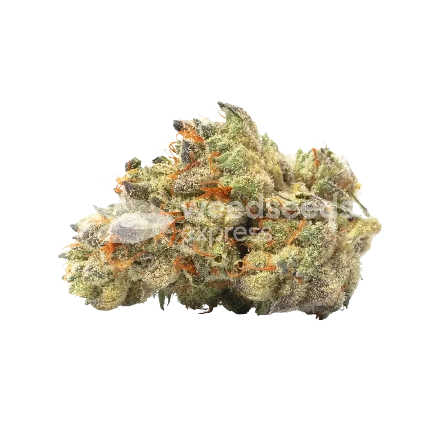 Australian Gold Bud