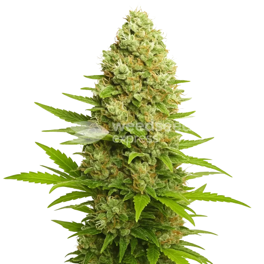Banana Kush Auto Plant