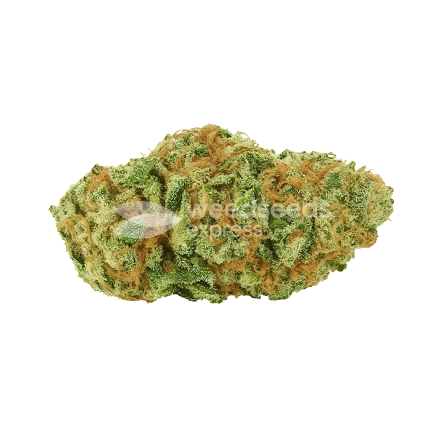 Bud de Big Bud Auto