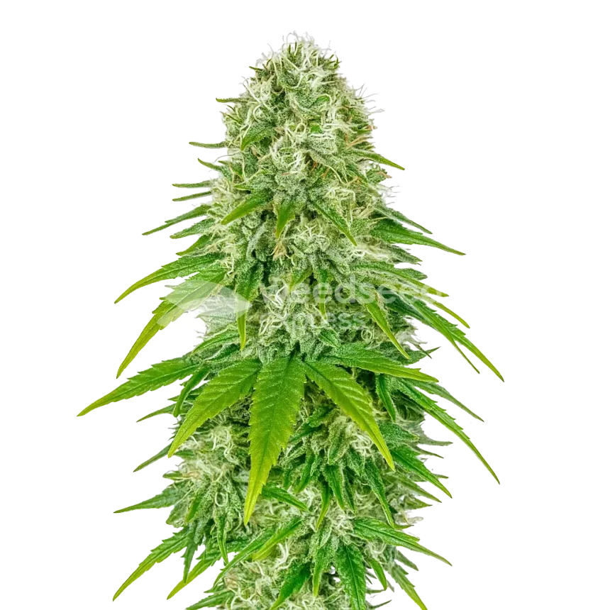 Plante de Big Bud Auto