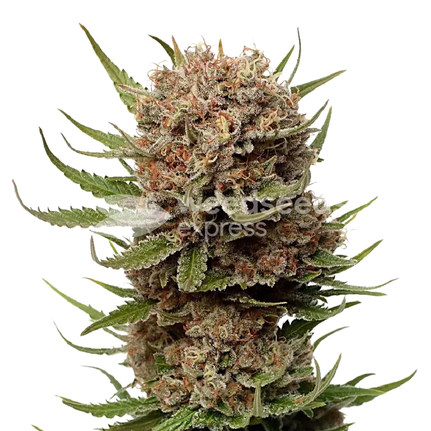 Black Domina plant