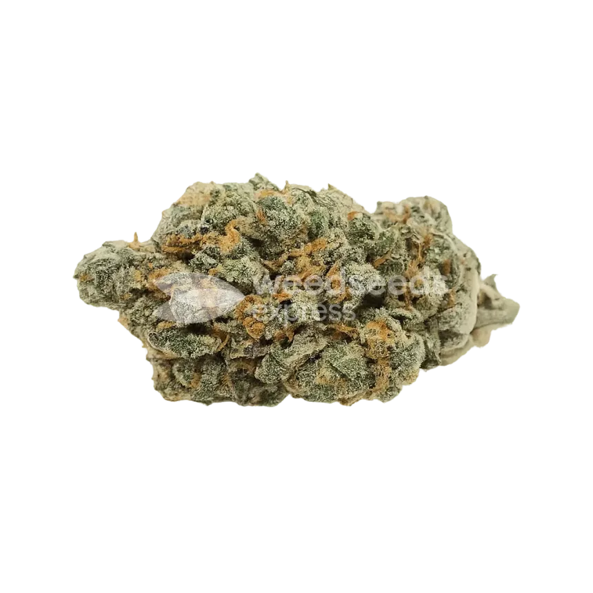 Bud de Black Jack Auto