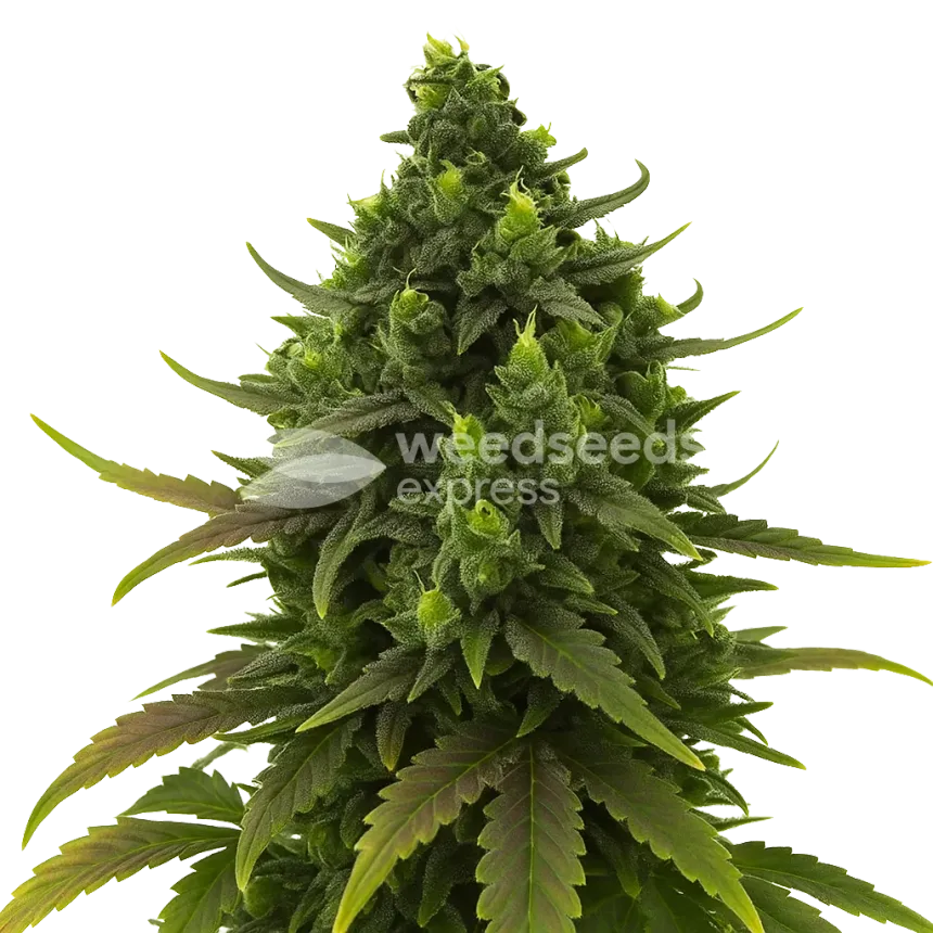 Plante de Black Jack Auto
