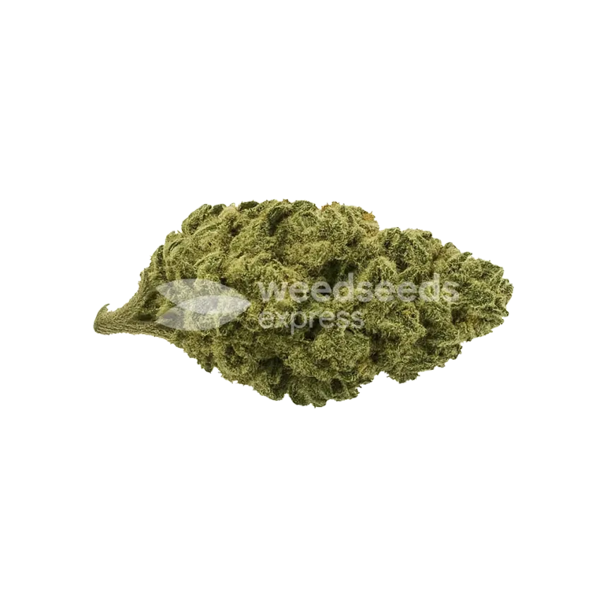 Black Widow Auto Bud