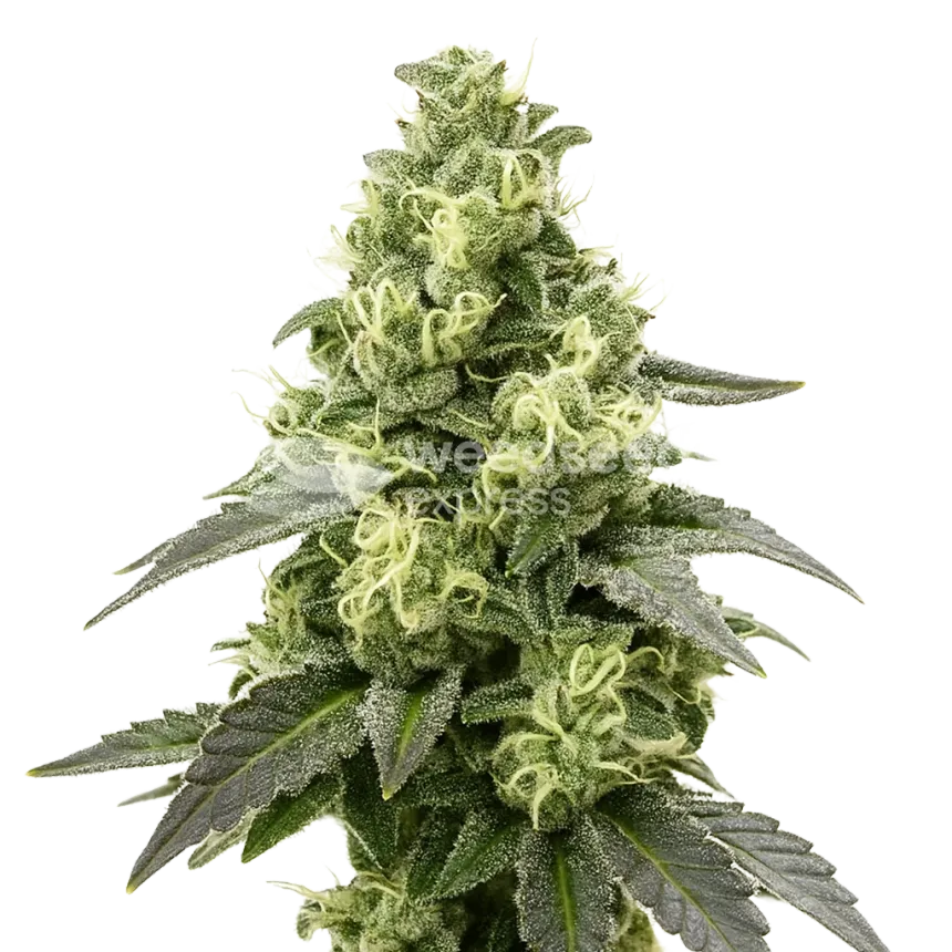 Black Widow Auto Plant
