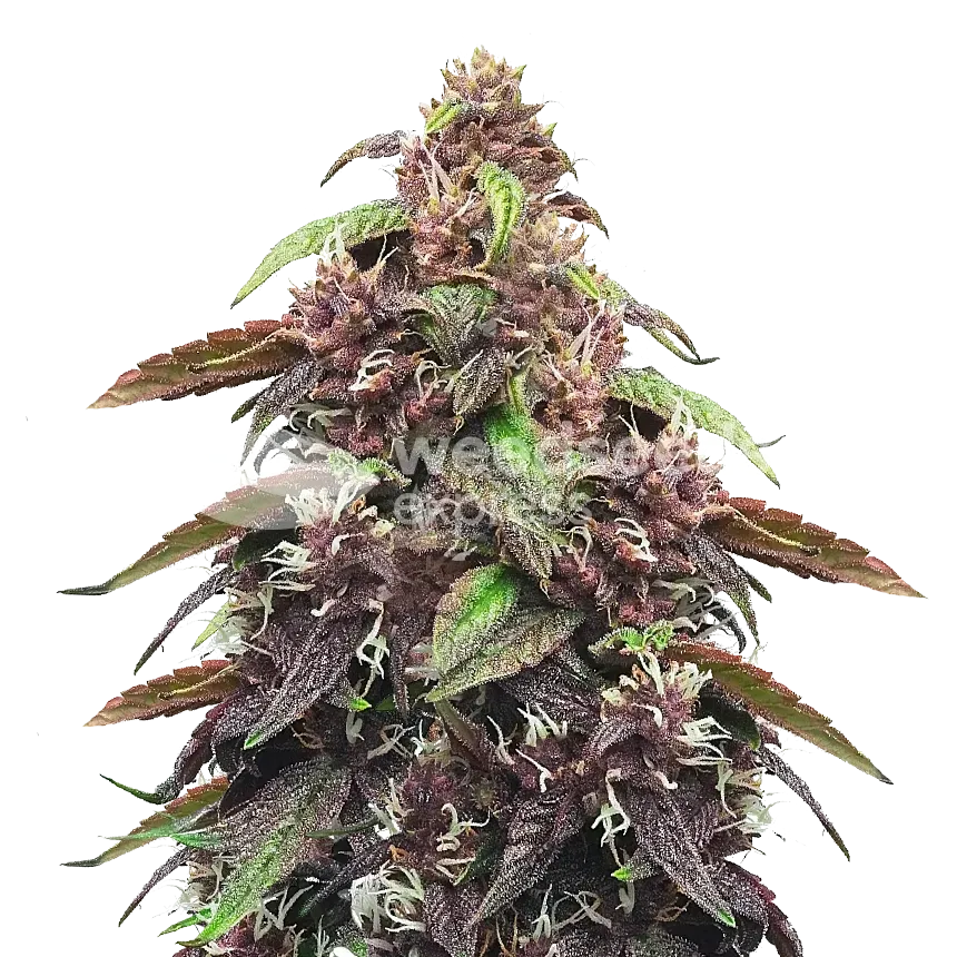 Blackberry Kush plant